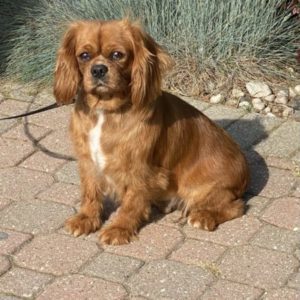 Cavalier King Charles