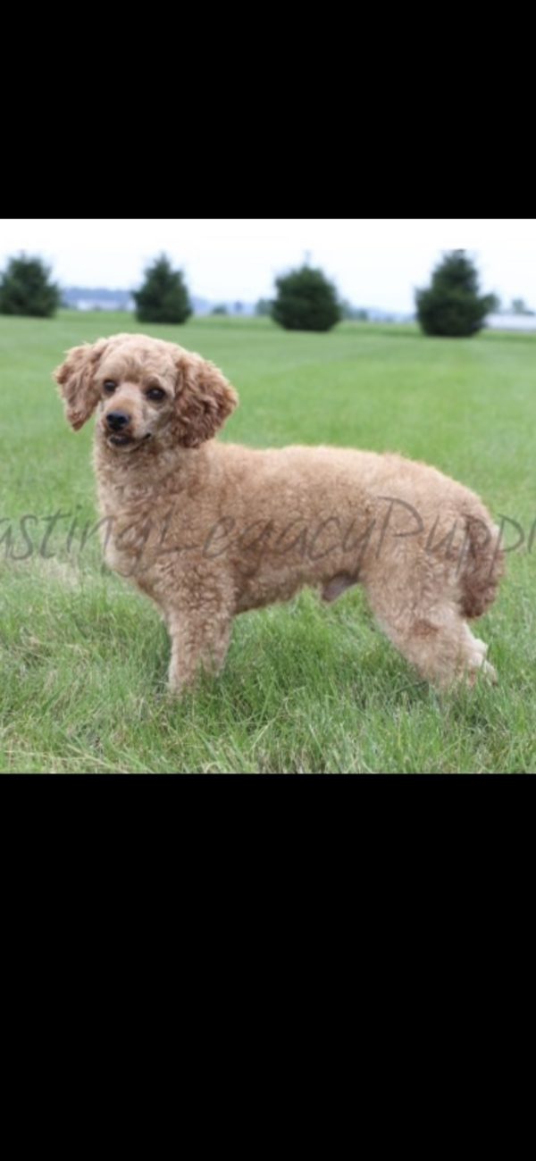 Caniche
