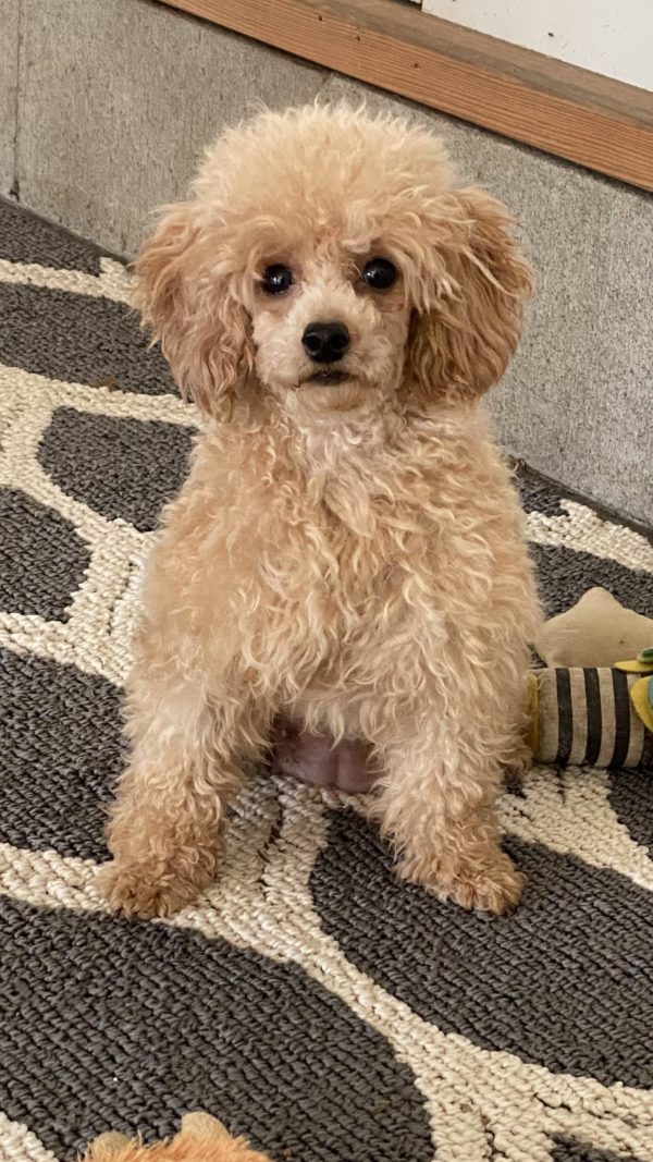 Caniche