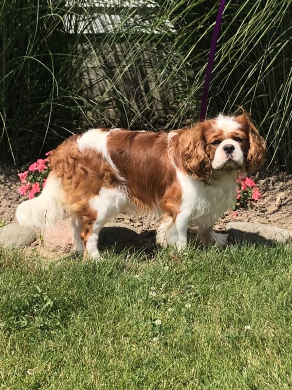 Cavalier King Charles