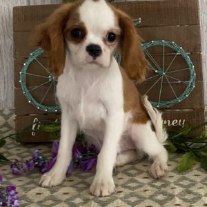 Cavalier King Charles