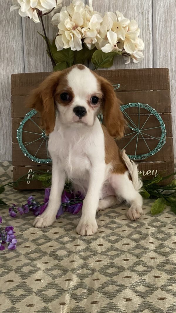 Cavalier King Charles