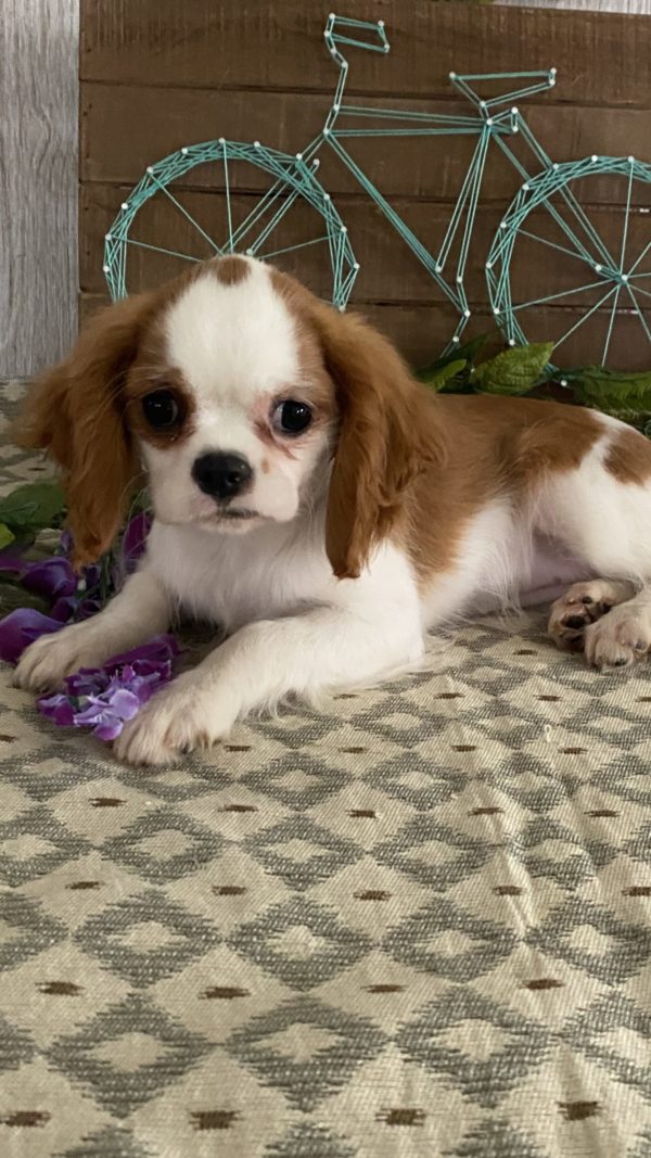 Cavalier King Charles