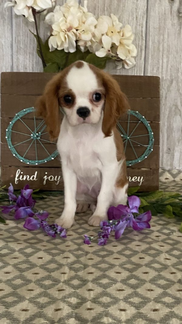 Cavalier King Charles