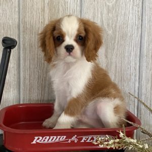 Cavalier King Charles