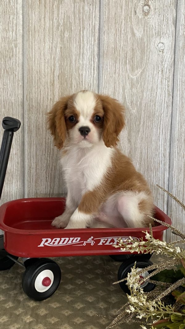 Cavalier King Charles
