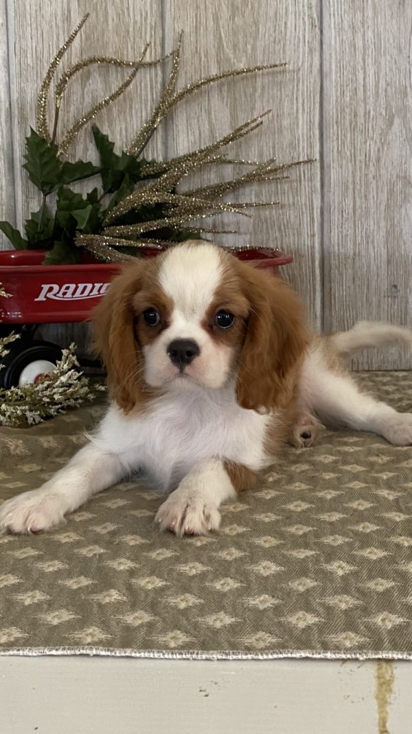 Cavalier King Charles