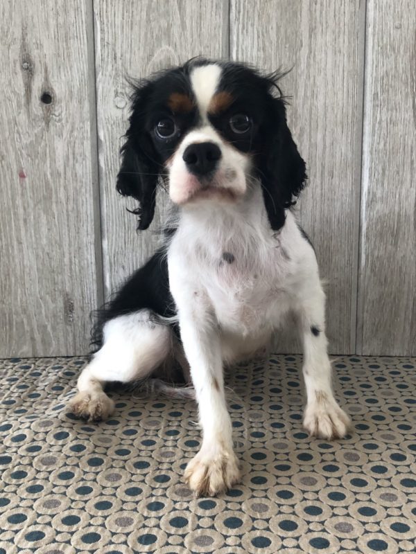 Cavalier King Charles