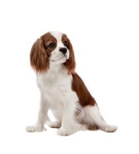 Woodland Family Pets 14 Cavapoo Pup