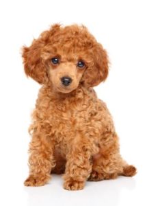 Woodland Family Pets 12 Cute brown Toy Poodle.