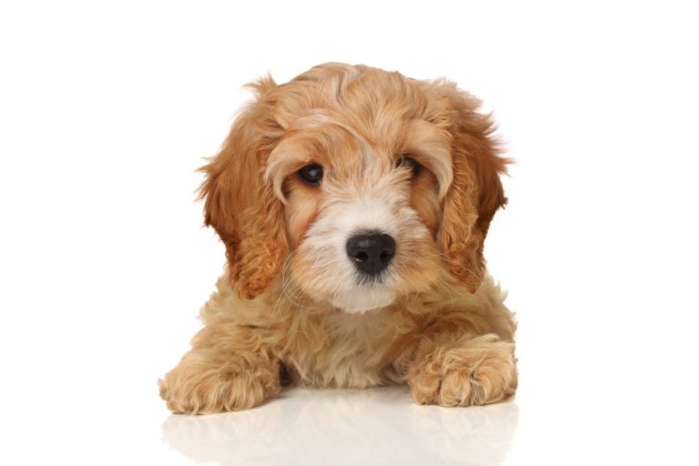 About 2 Cute Cavapoo puppy.