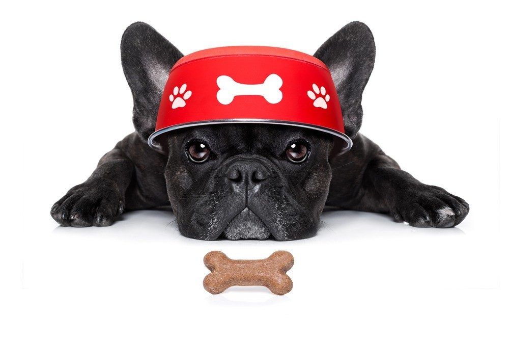 About 1 Food bowl on French Bulldogs head on about page.