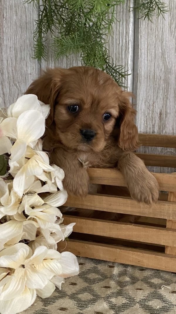 Cavapoo