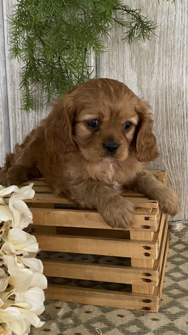 Cavapoo