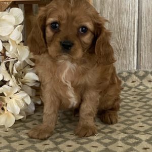 Cavapoo