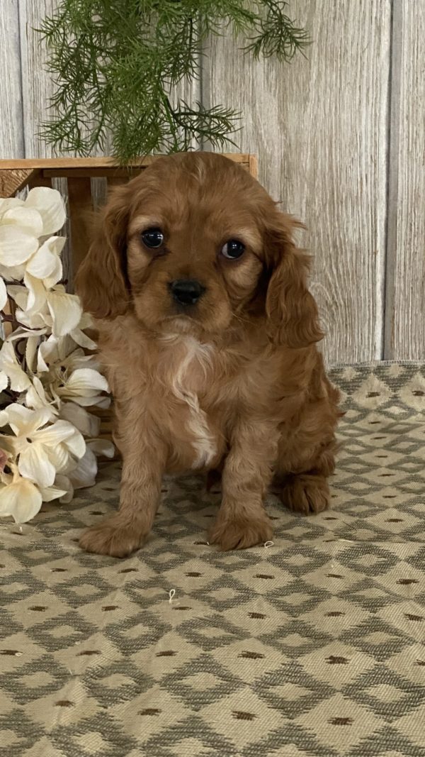Cavapoo