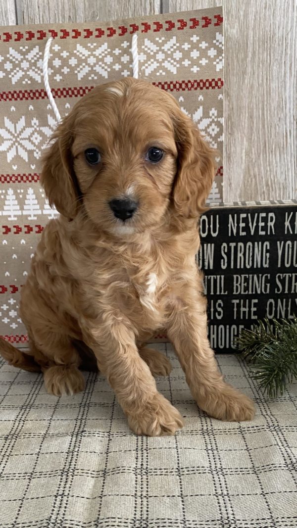 Cavapoo