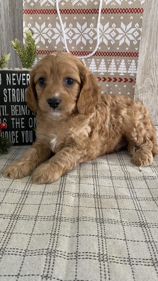 Cavapoo