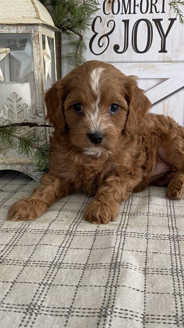 Cavapoo