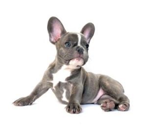 Woodland Family Pets 13 Little French Bulldog.