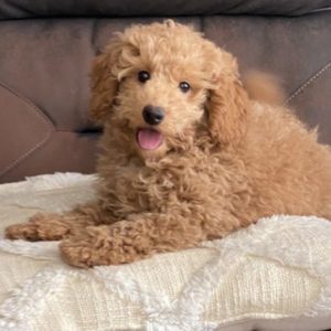 Caniche