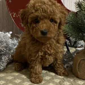 Caniche