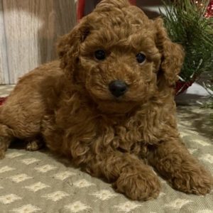 Caniche