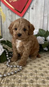 Cavapoo