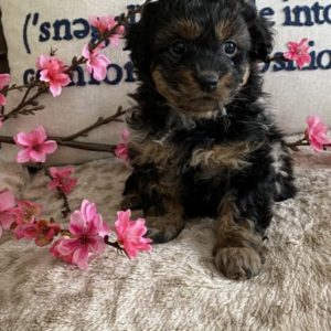 Yorkipoo