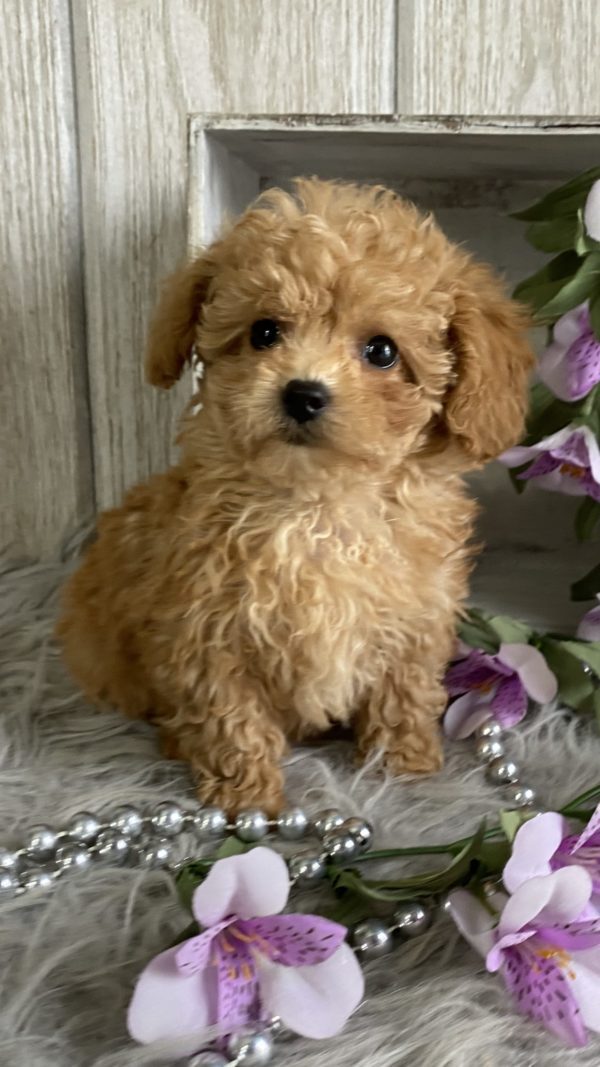 Abby - Image 3