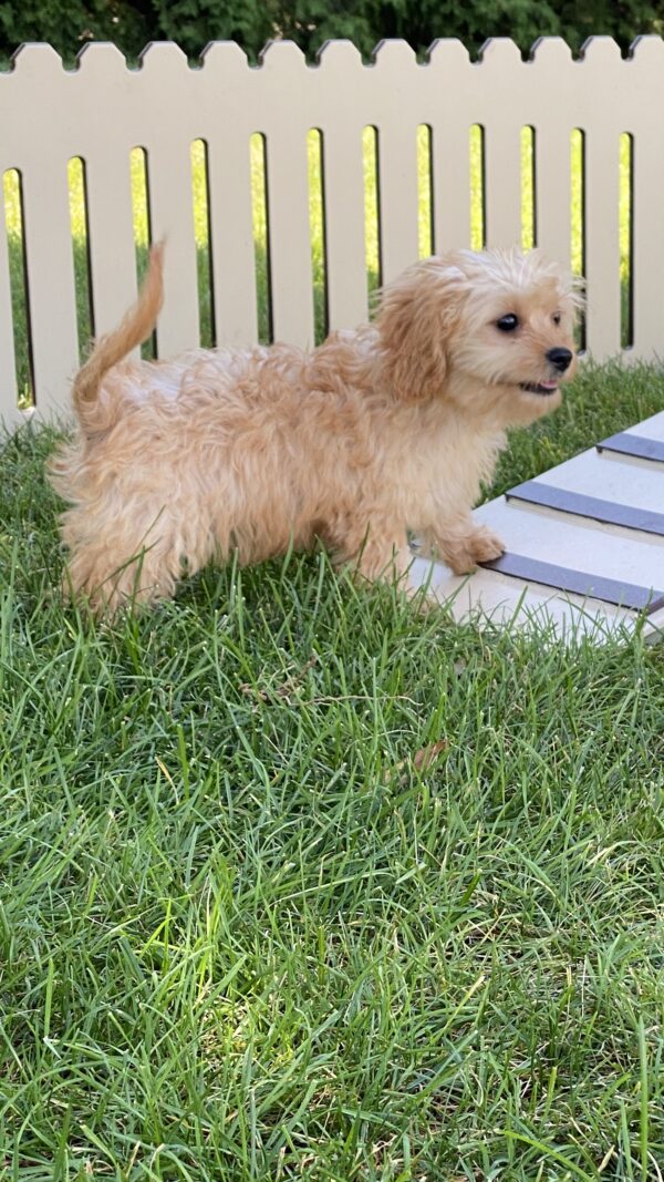 Rocco - Image 3
