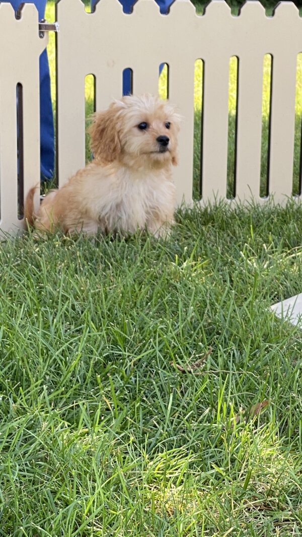 Rocco - Image 2