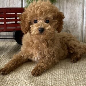 Finley