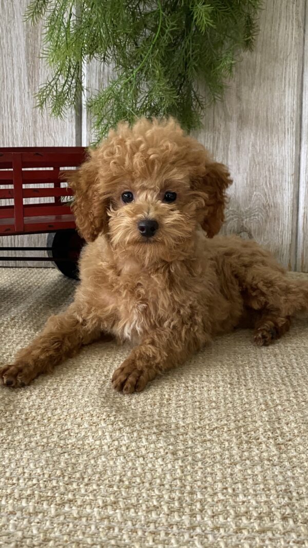 Finley