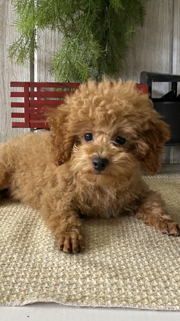 Finley - Image 2