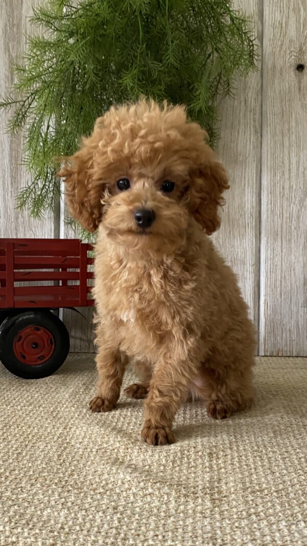 Finley - Image 3