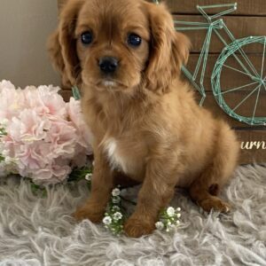 Addie