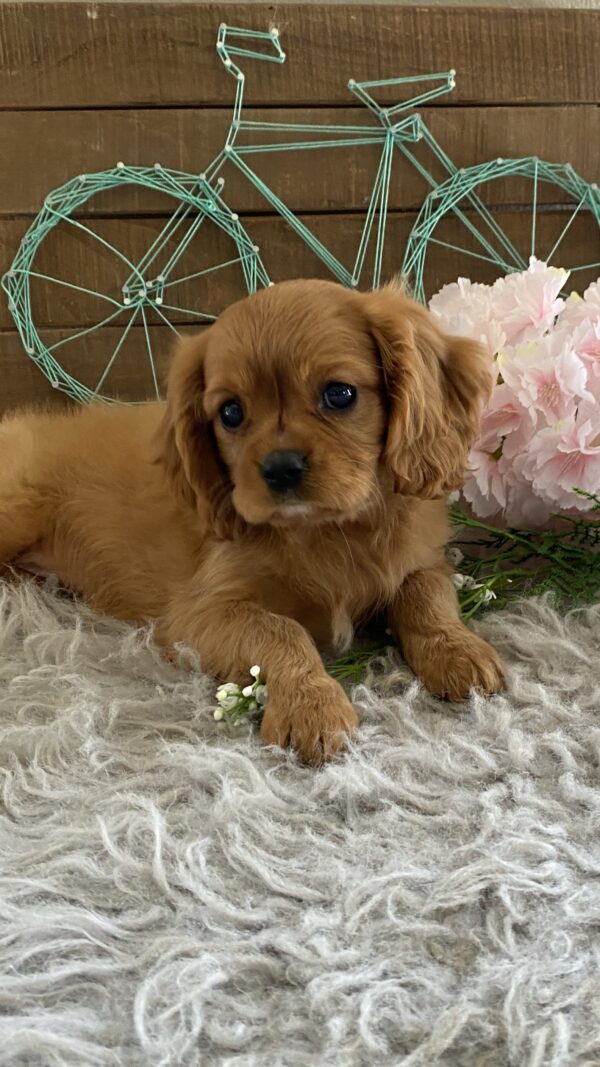 Addie - Image 4
