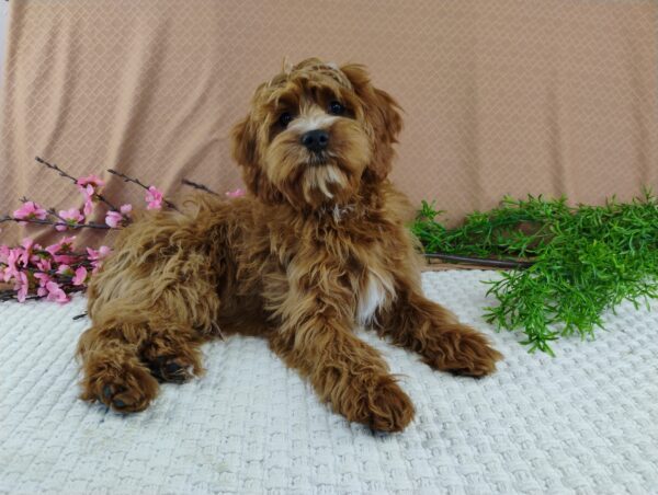 Theo - Image 3