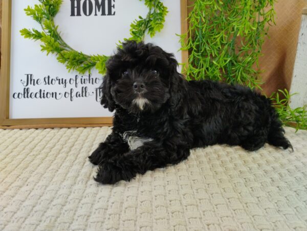 Iris Cavapoo