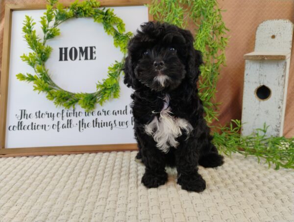Iris Cavapoo