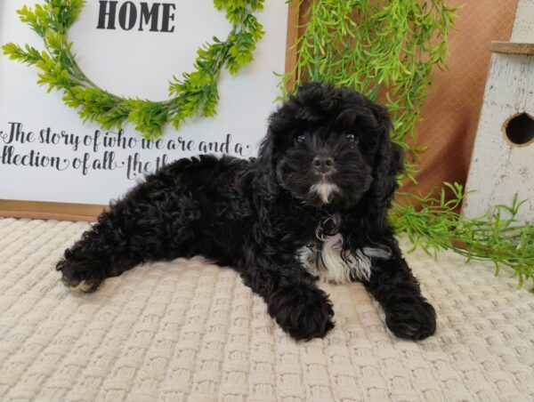 Iris Cavapoo