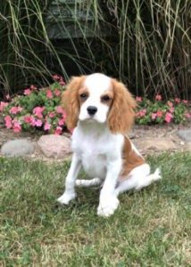 Cavalier pup 1 214x300 1