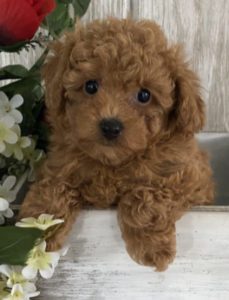 little toy poodle 1 229x300 1