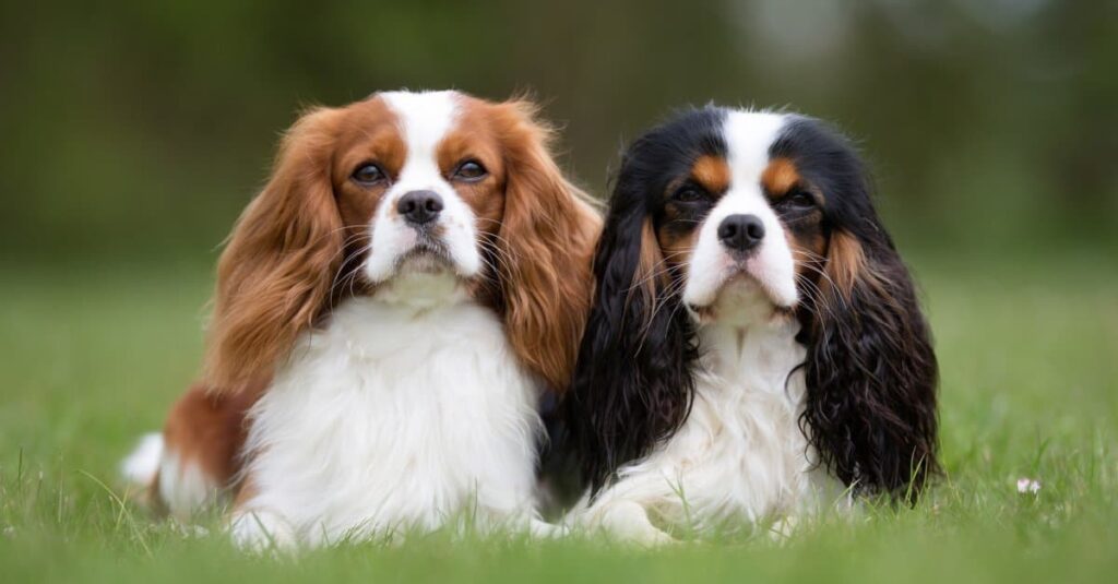 Cavalier King Charles Spaniel: A Gentle and Loving Temperament 2 cavalier king charles spaniel