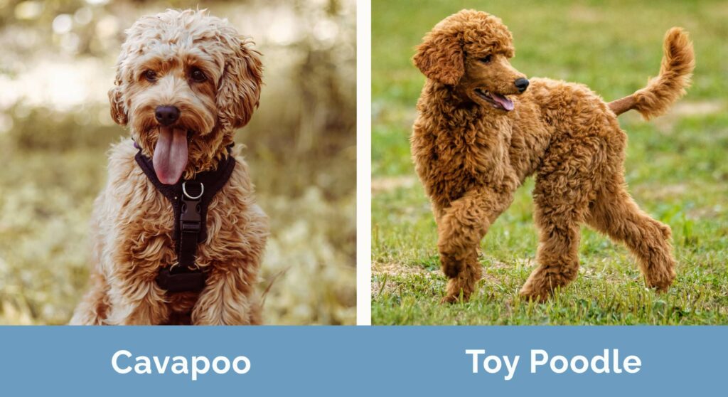 Toy Poodle vs Cavapoo which is right for you ? 2 cavapoo vs toy poodle