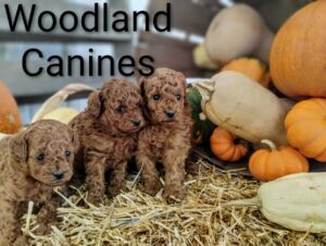 Woodland Family Pets 11 WhatsApp Image 2025 10 11 at 12.33.01 PM